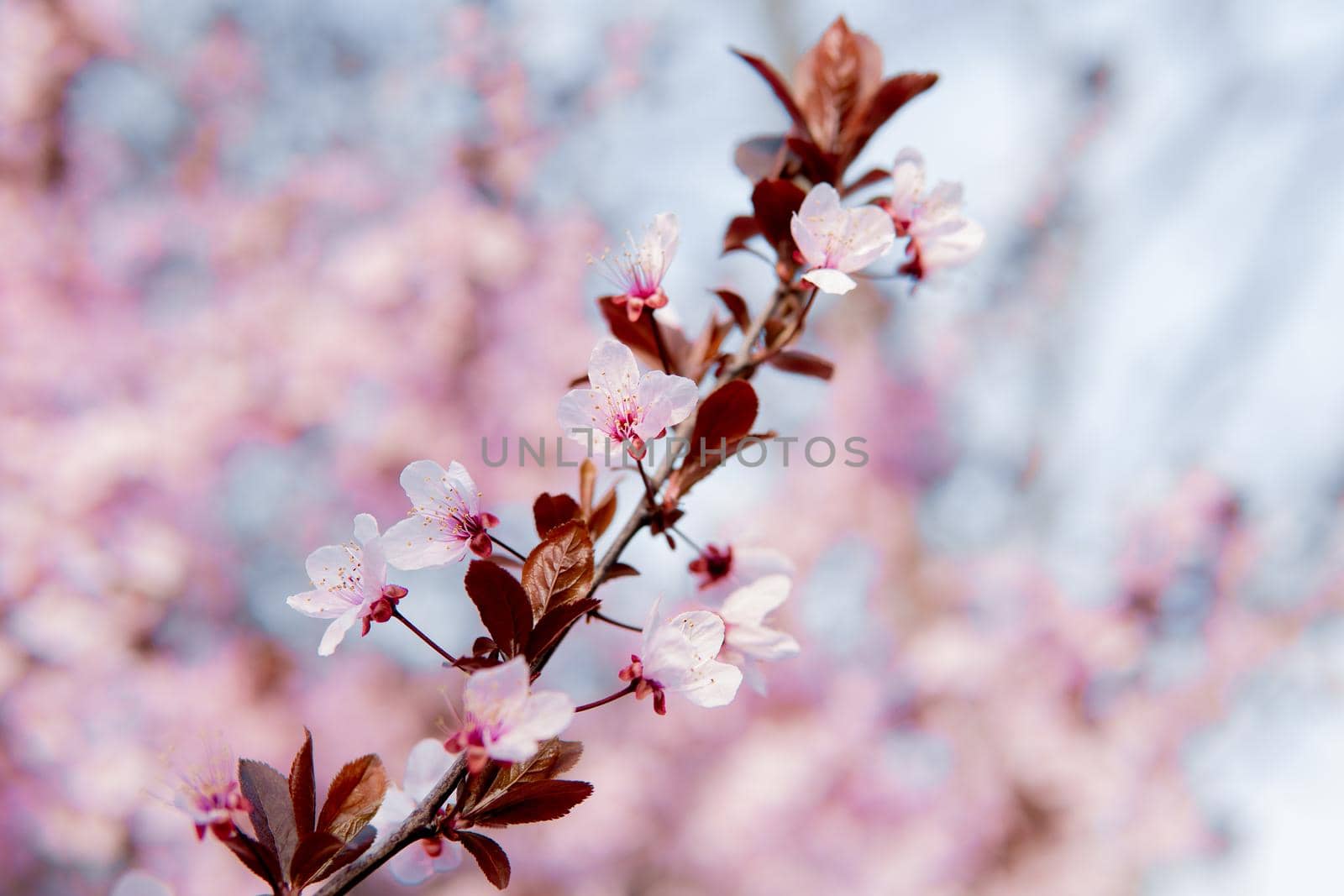 Cherry blossom branch with blue backgrounds and more cherry trees