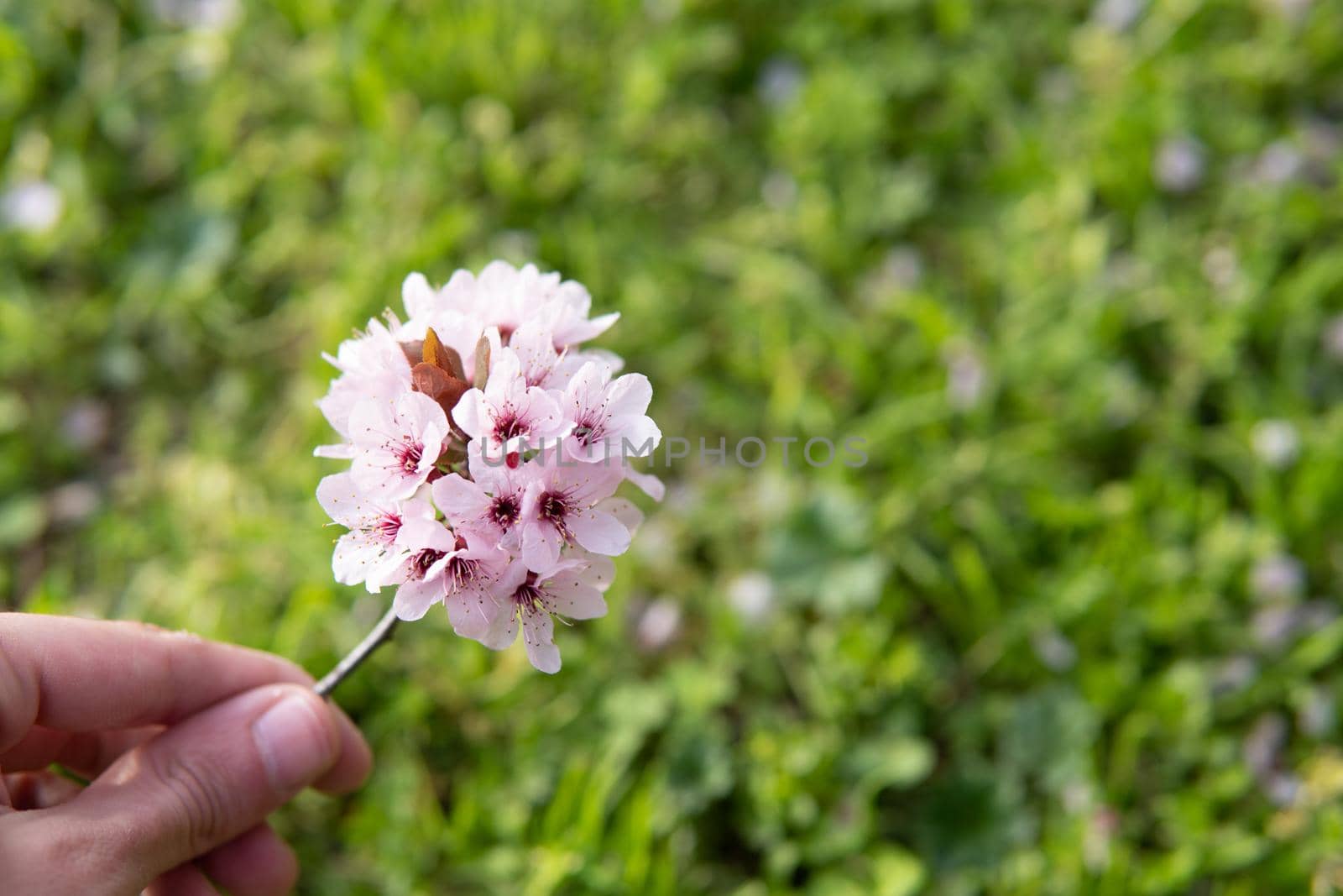 Cherry blossoms on a green grass background by xavier_photo