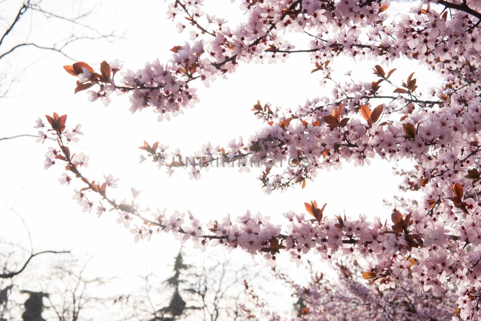 Many cherry blossom branches on a sky blue background by xavier_photo