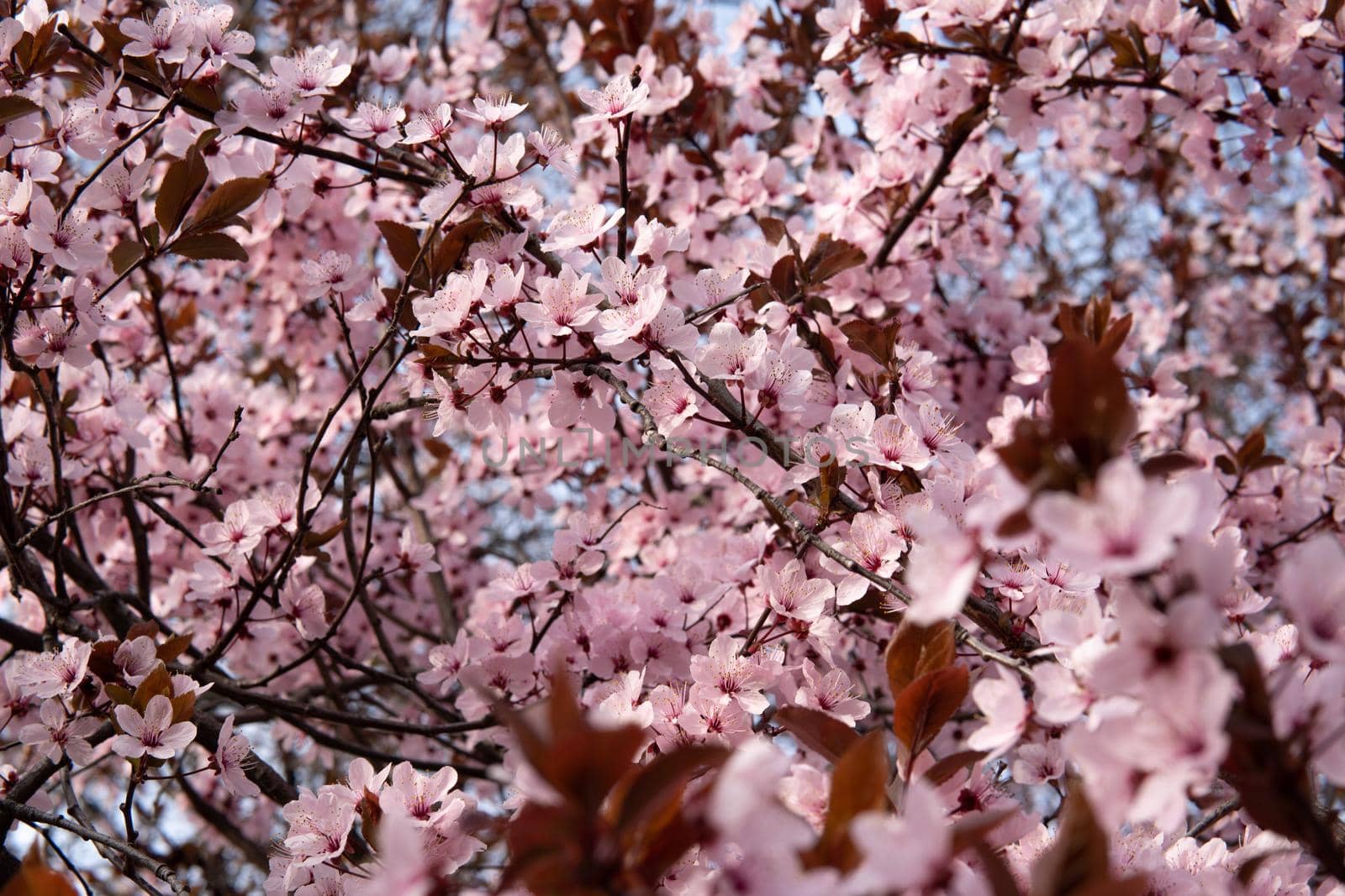 Many cherry blossom branches on a sky blue background by xavier_photo