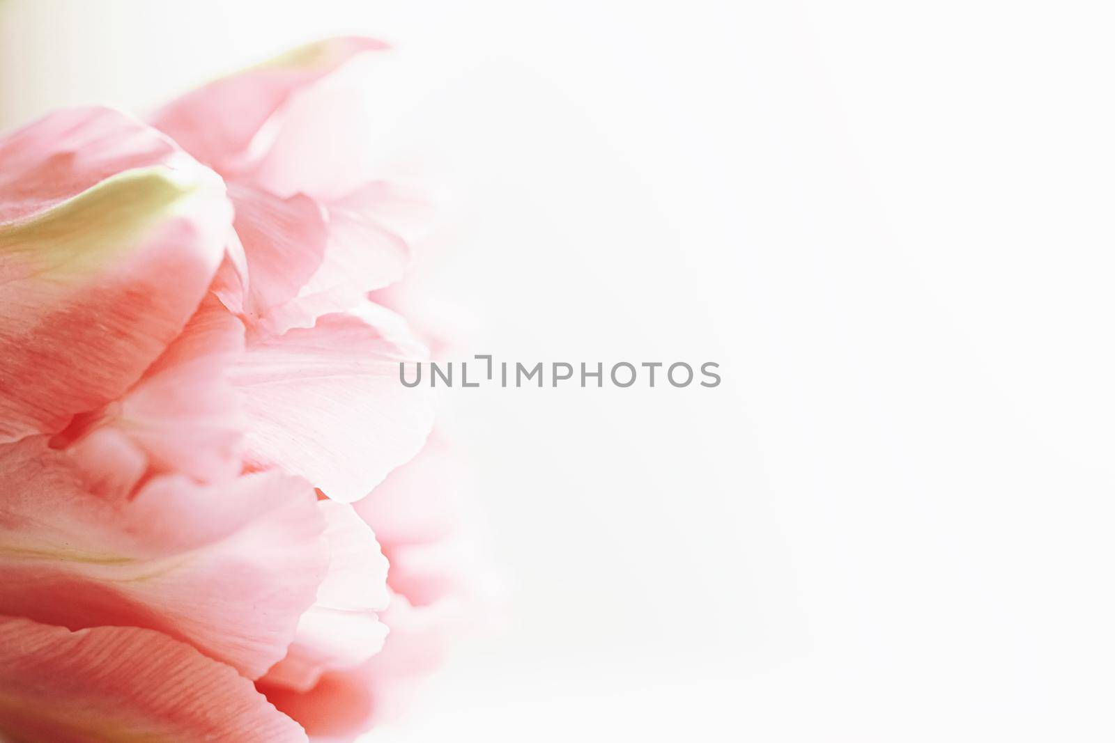 Beautiful pink tulip flower in bright morning sunlight, floral beauty closeup