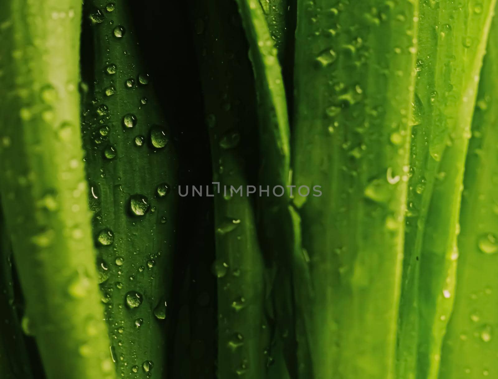 Green leaves with water drops as environmental background, nature closeup