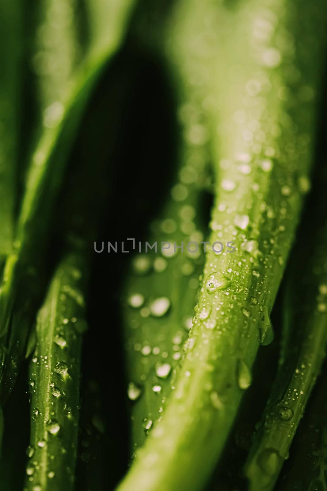 Green leaves with water drops as environmental background, nature closeup