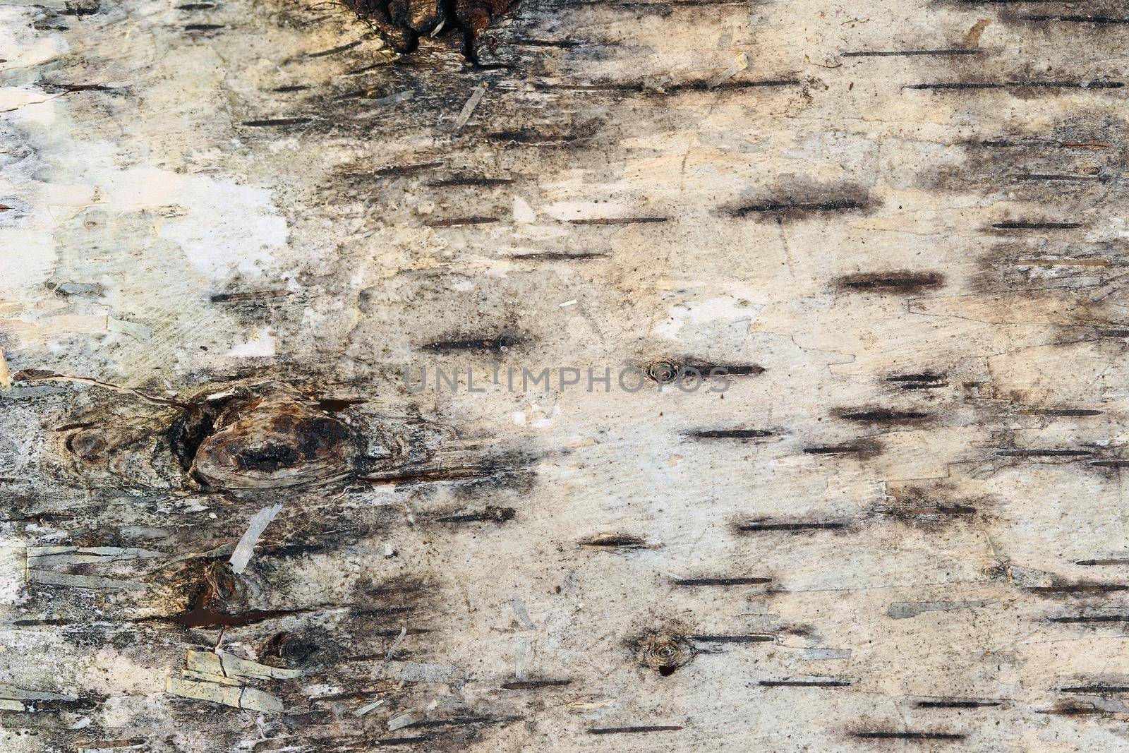 Detail of the strip of birch bark on white background