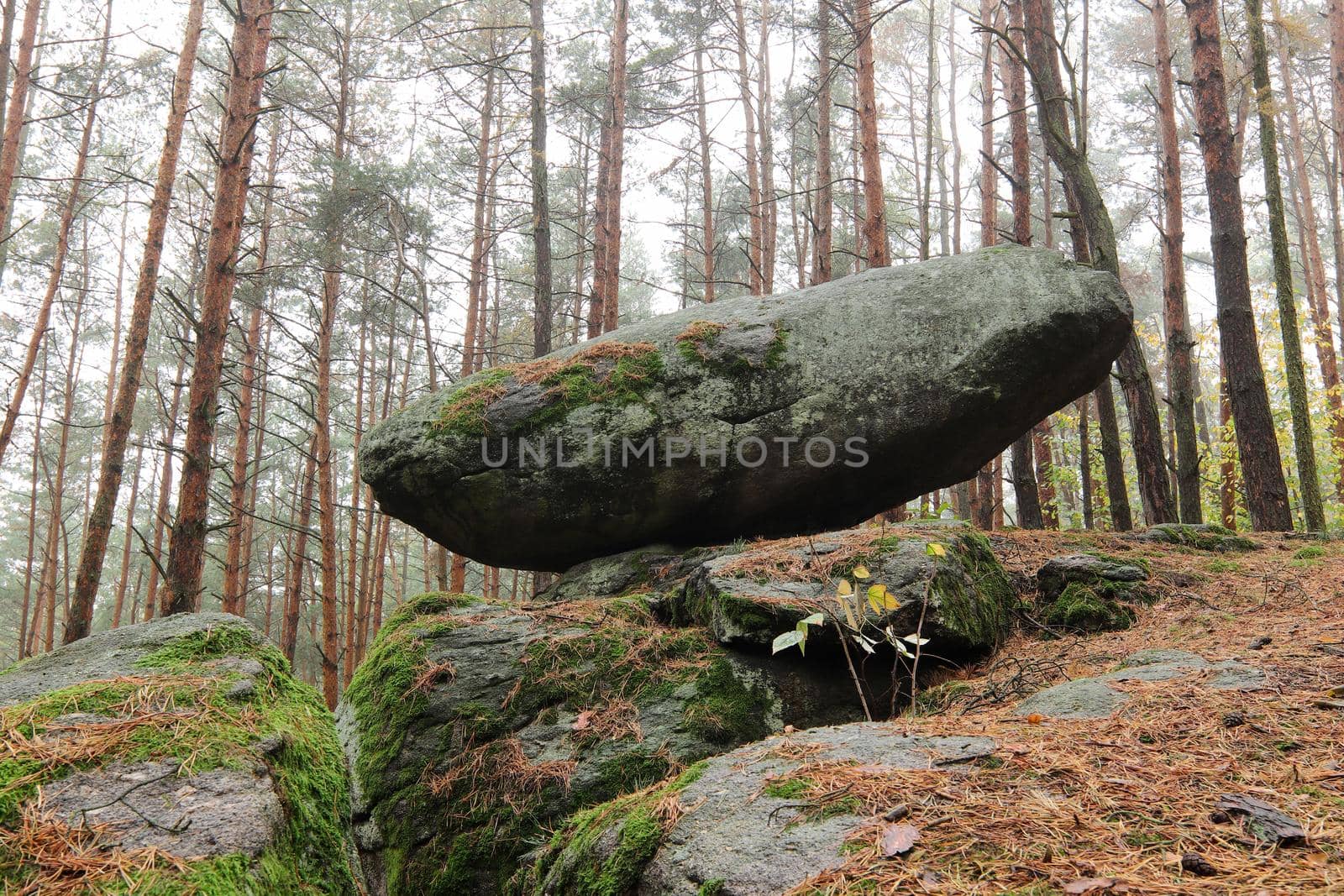 Rocking stone in the pine forest, Vindis village, Czech Republic