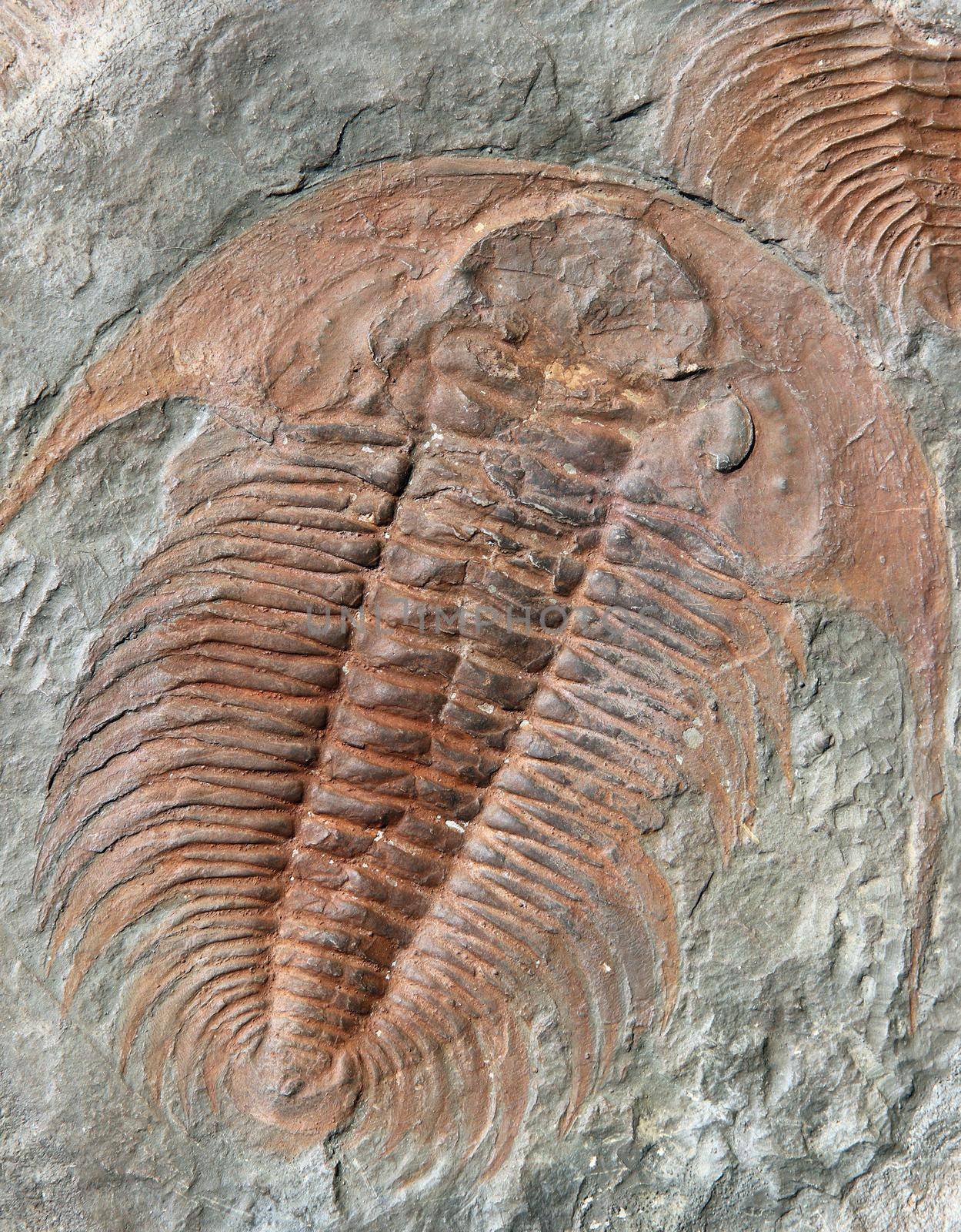 Fossil of a trilobites from the early ordovician period found in Czech Republic