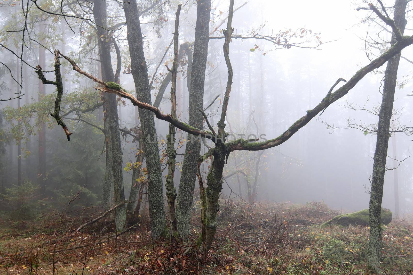 Fog in the haunted autumn forest