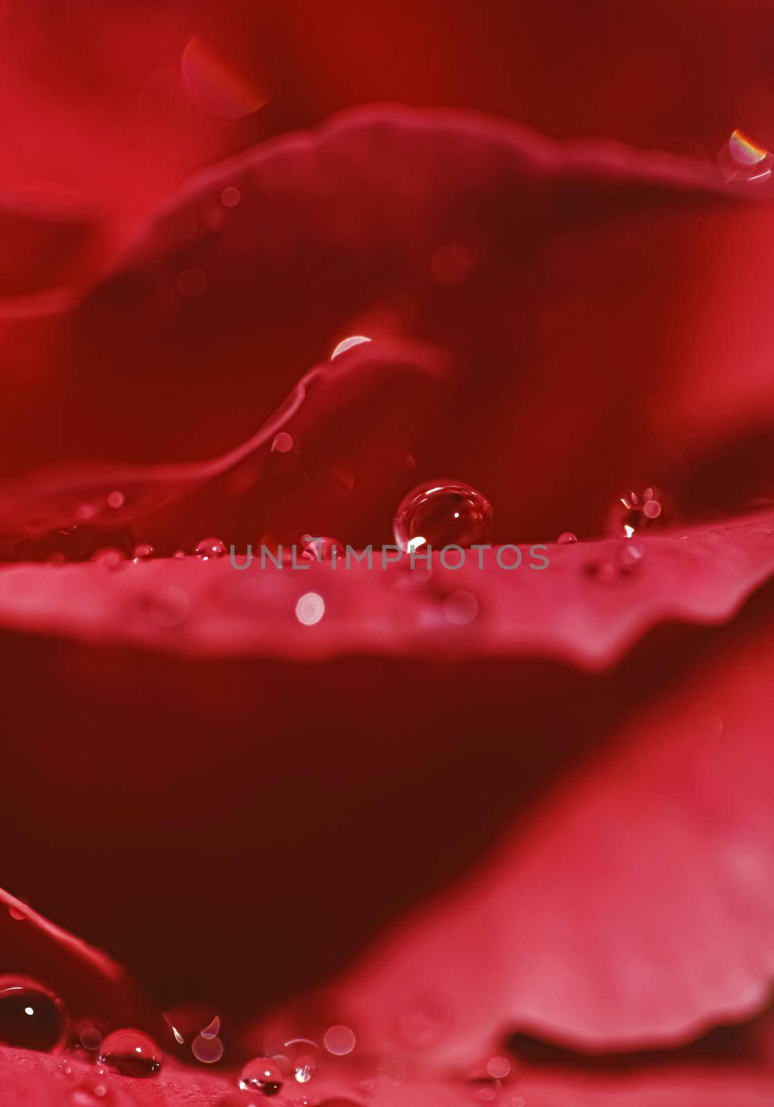 Wonderful rose flower petals and water drops, floral blossom and beauty in nature closeup