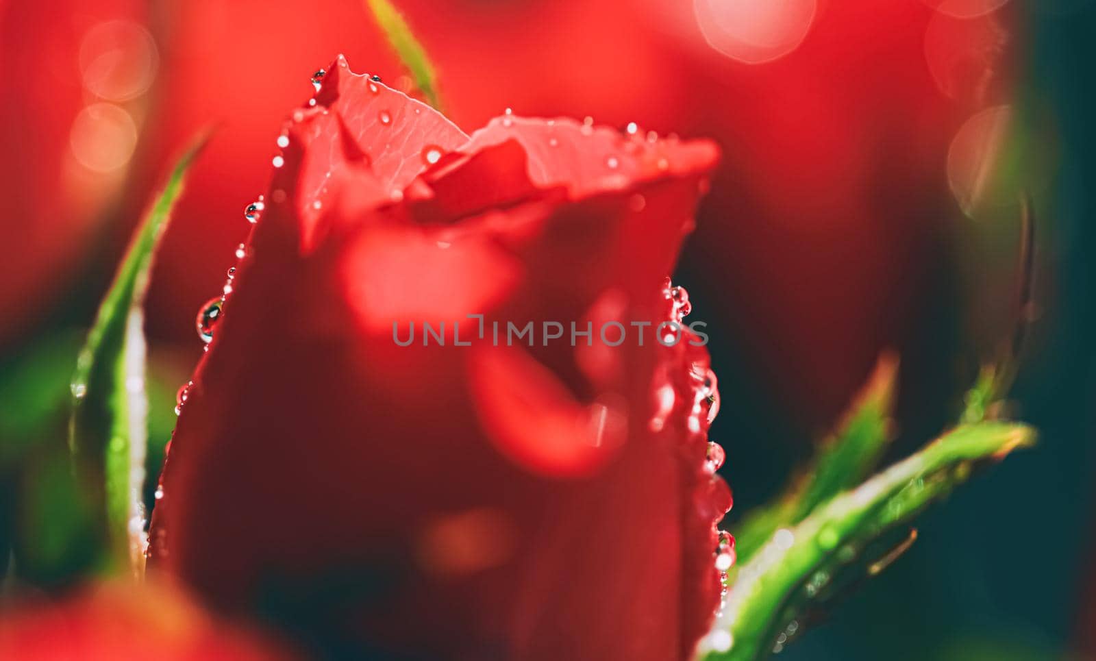 Beautiful garden rose flower and morning dew, floral bloom and beauty in nature closeup
