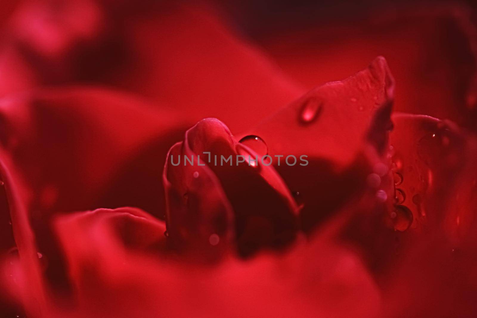 Wonderful rose flower petals and water drops, floral blossom and beauty in nature closeup