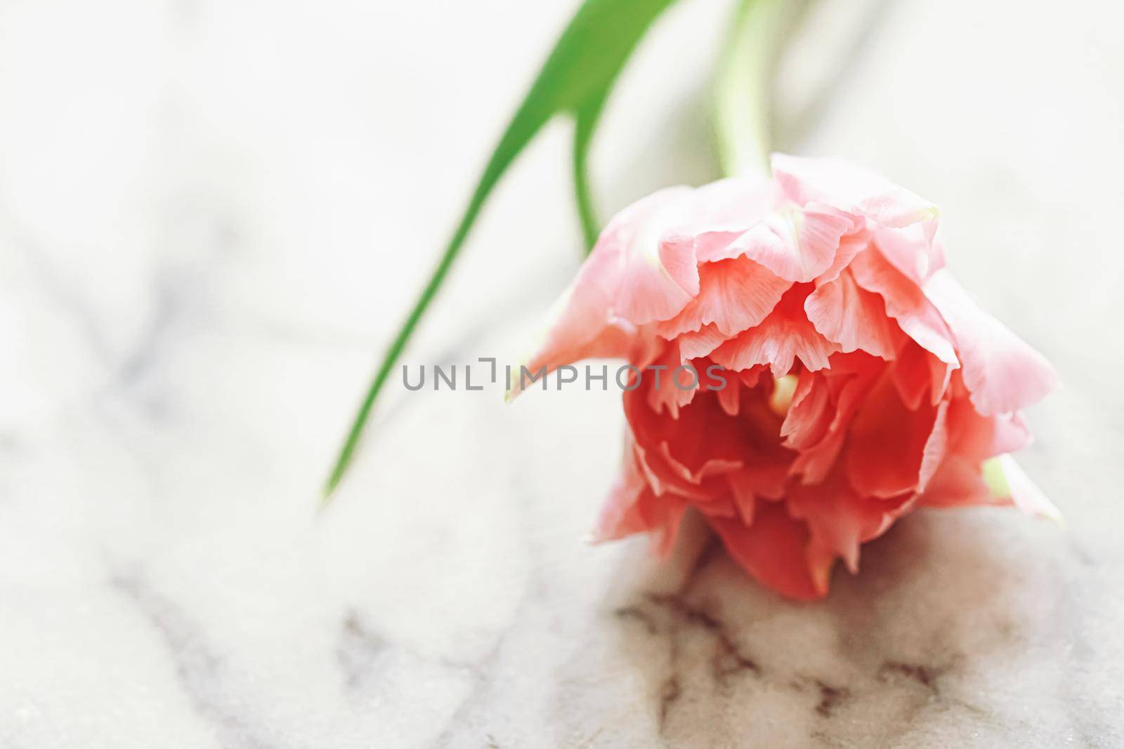 Beautiful pink tulip flower in bright morning sunlight, floral beauty closeup