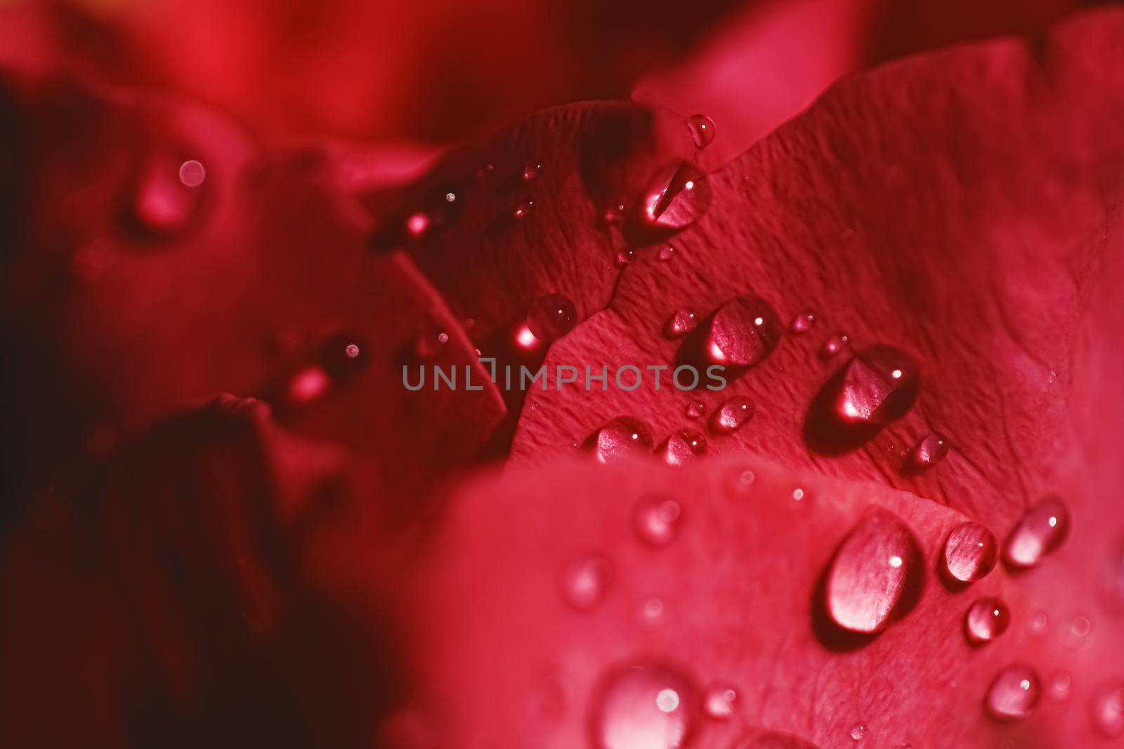 Wonderful rose flower petals and water drops, floral blossom and beauty in nature closeup