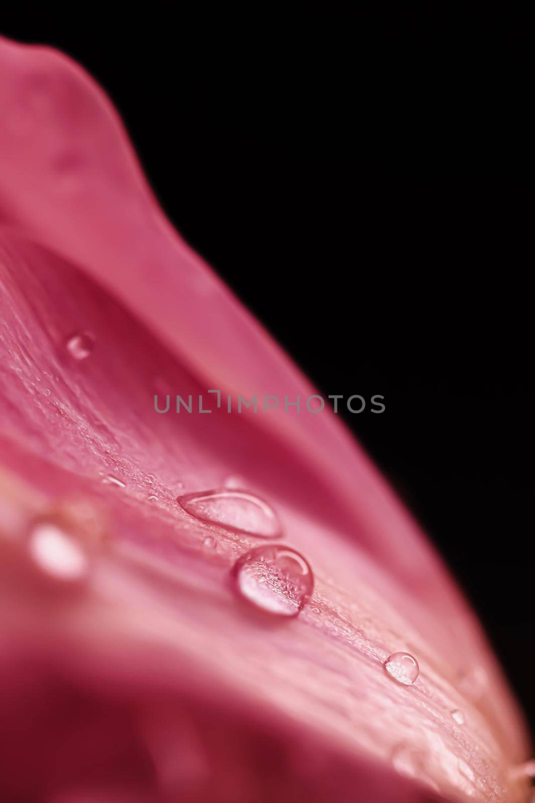 Beautiful pink flower with dew drops, floral beauty by Anneleven