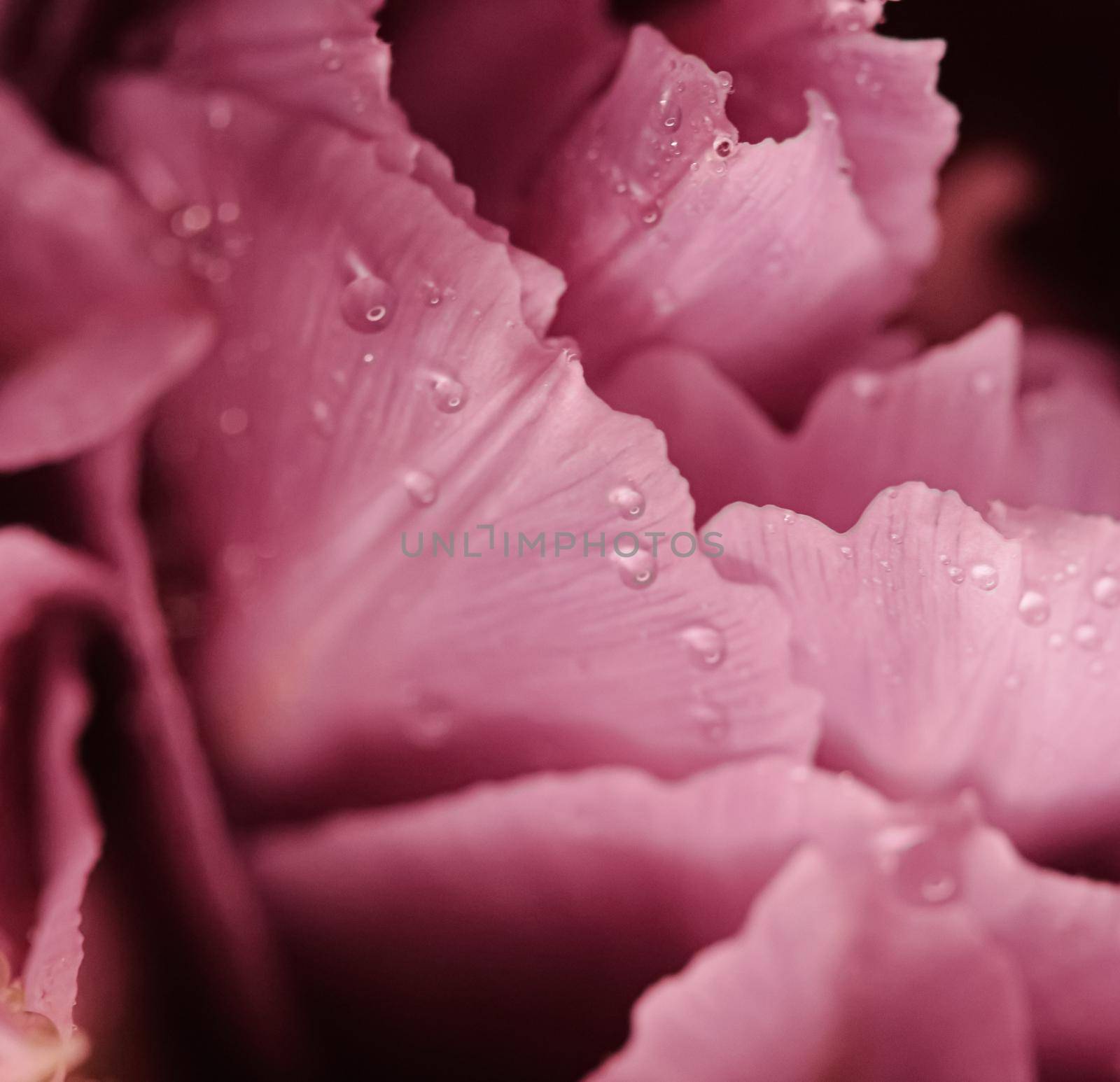 Beautiful flowers as spring holiday background and floral flatlay by Anneleven