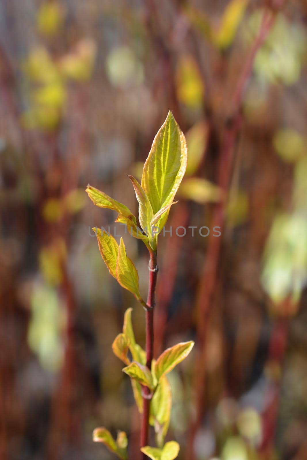 Variegated dogwood Gouchaultii leaves - Latin name - Cornus alba Gouchaultii