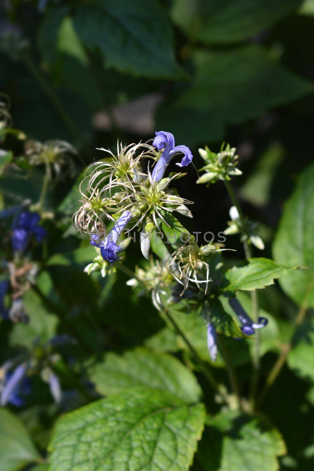 Tube clematis - Latin name - Clematis heracleifolia