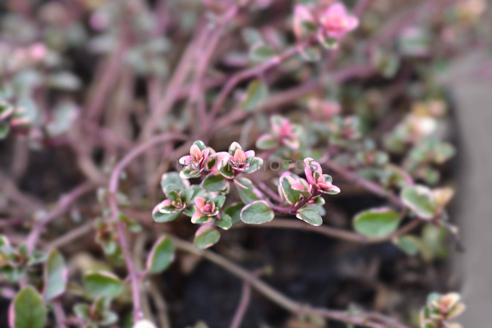 Foxley Thyme leaves - Latin name - Thymus pulegioides Foxley
