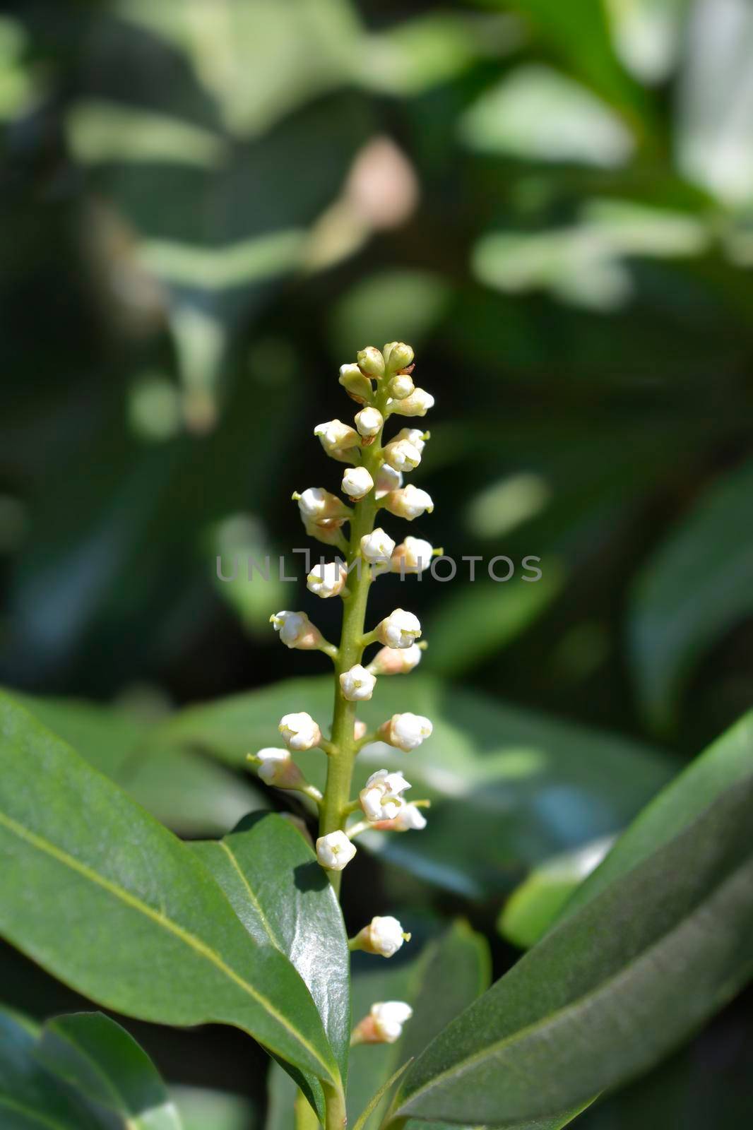 Laurel cherry flowers - Latin name - Prunus laurocerasus