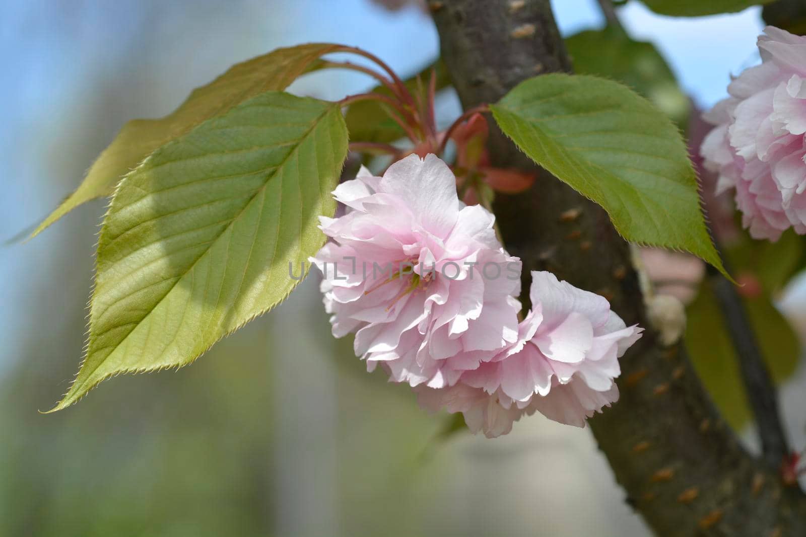 Japanese flowering cherry Kanzan - Latin name - Prunus serrulata Kanzan