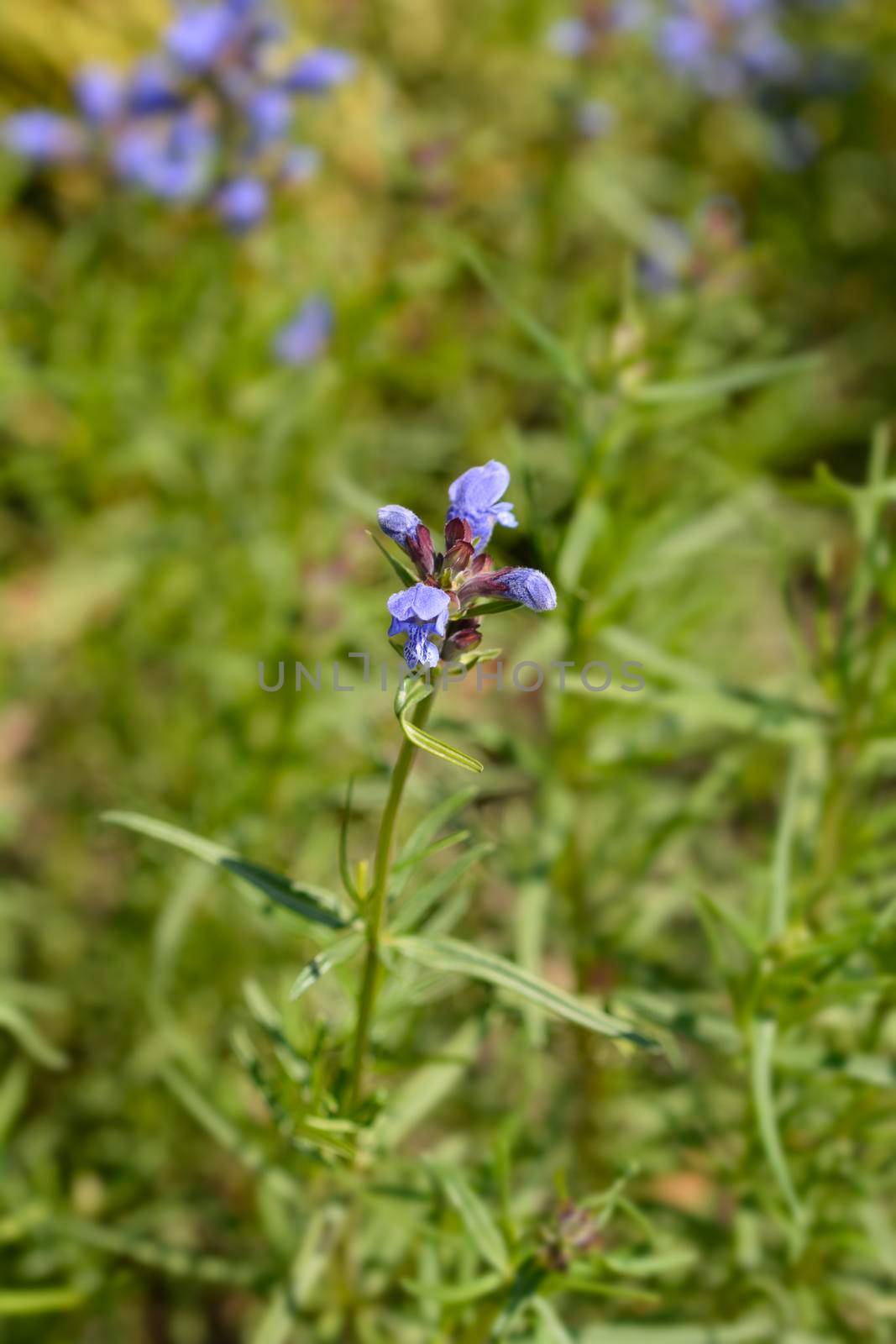 Blue Dragonhead - Latin name - Dracocephalum argunense