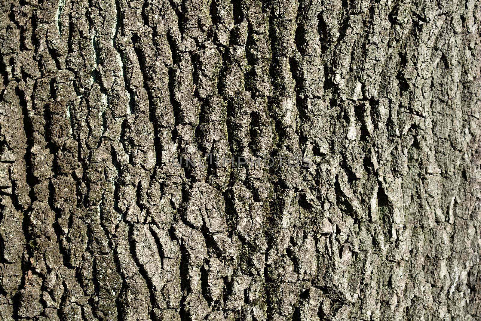 English oak bark detail - Latin name - Quercus robur Fastigiata