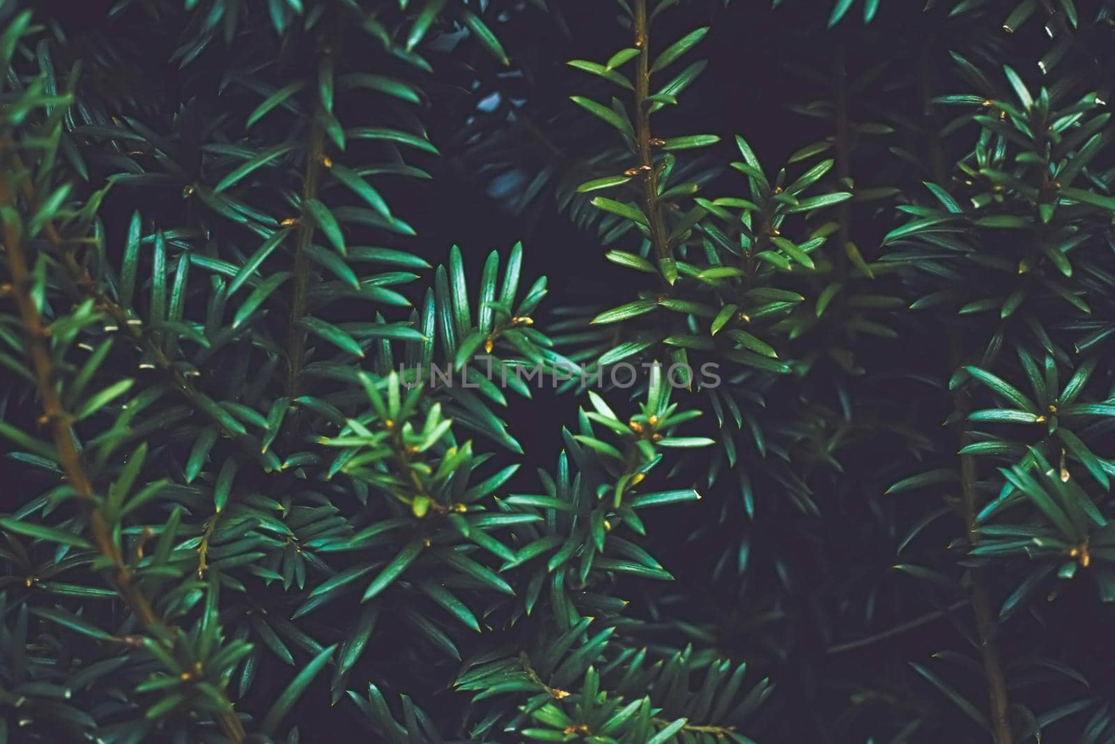 Green spruce shrub wall as plant texture and nature background by Anneleven