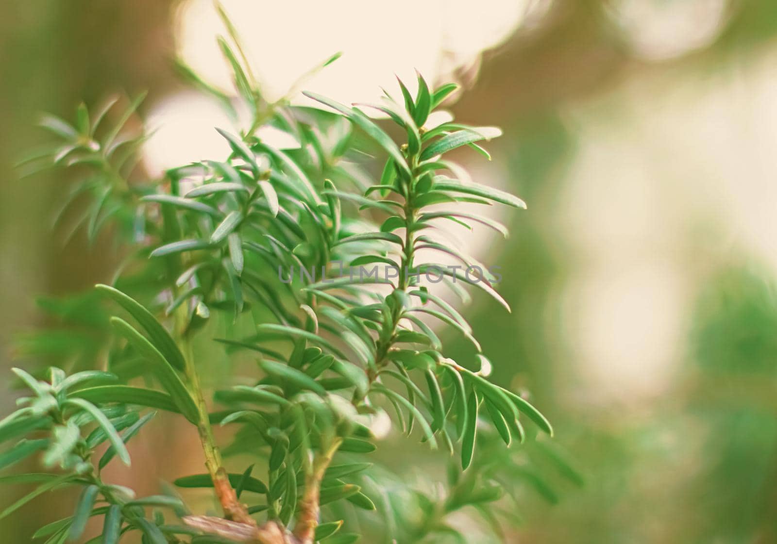 Spruce tree branches as abstract nature background and natural environment by Anneleven