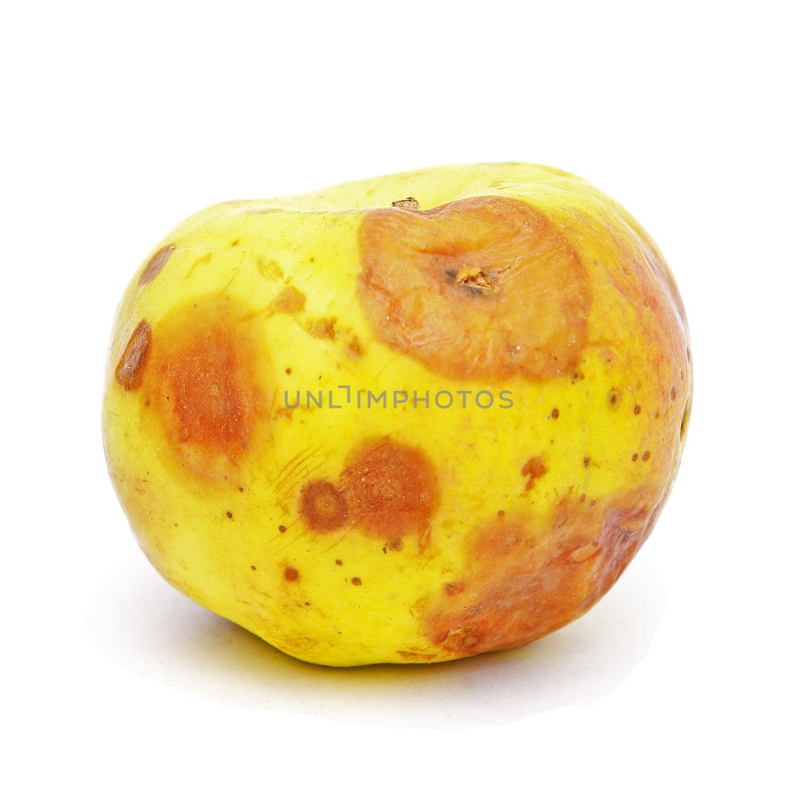  Big rotten apple isolated on white background