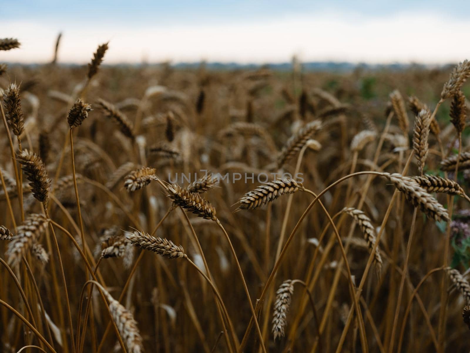 Yellow fields summer blue sky tall trees Fresh air in the background. High quality photo