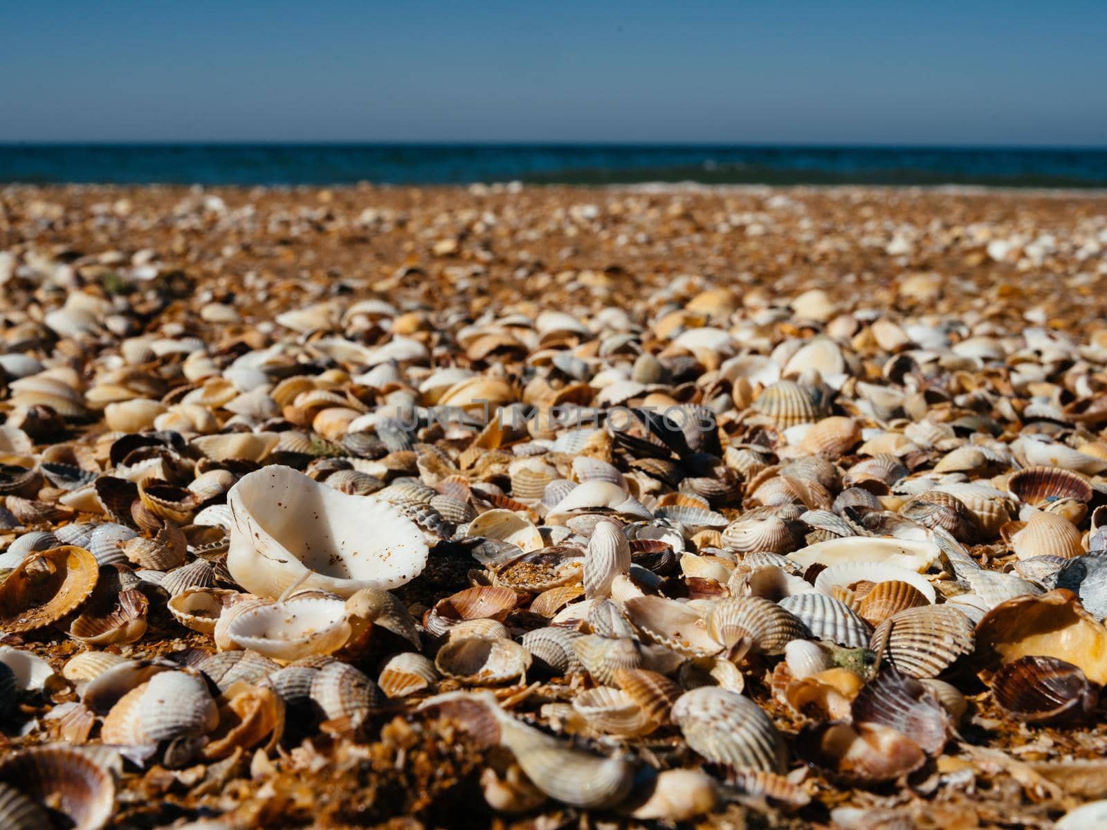 Beach seashells Horizon landscape nature summer tropics by SHOTPRIME