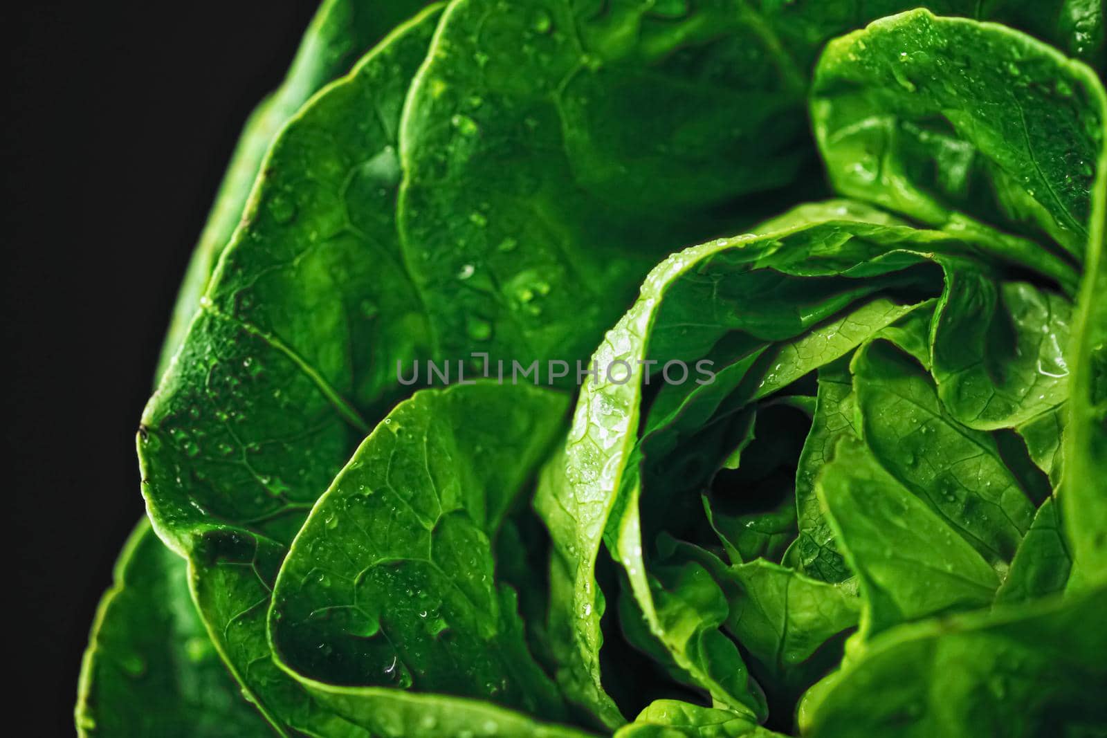 Fresh green lettuce, organic food by Anneleven