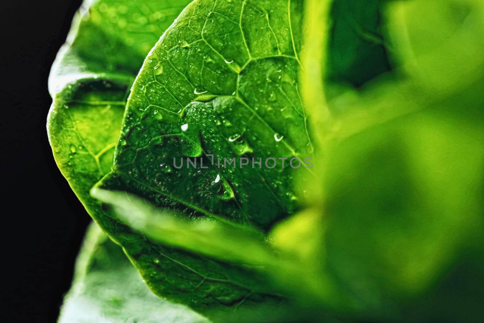 Fresh green lettuce, organic food closeup
