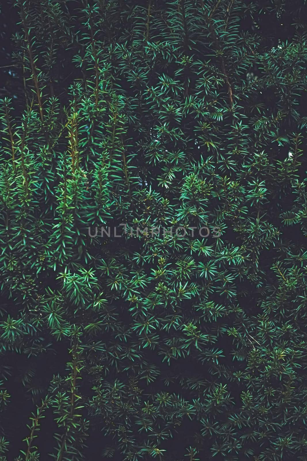 Green spruce shrub wall as plant texture and nature background by Anneleven