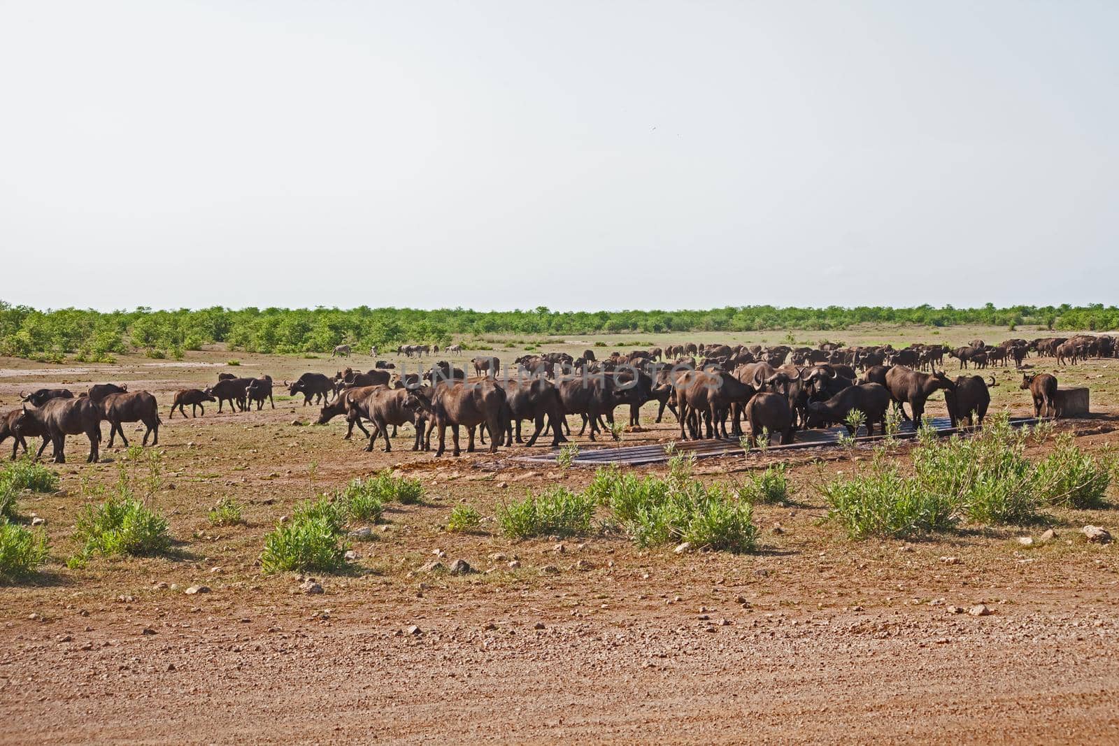 Cape Buffalo at a water point 13629 by kobus_peche