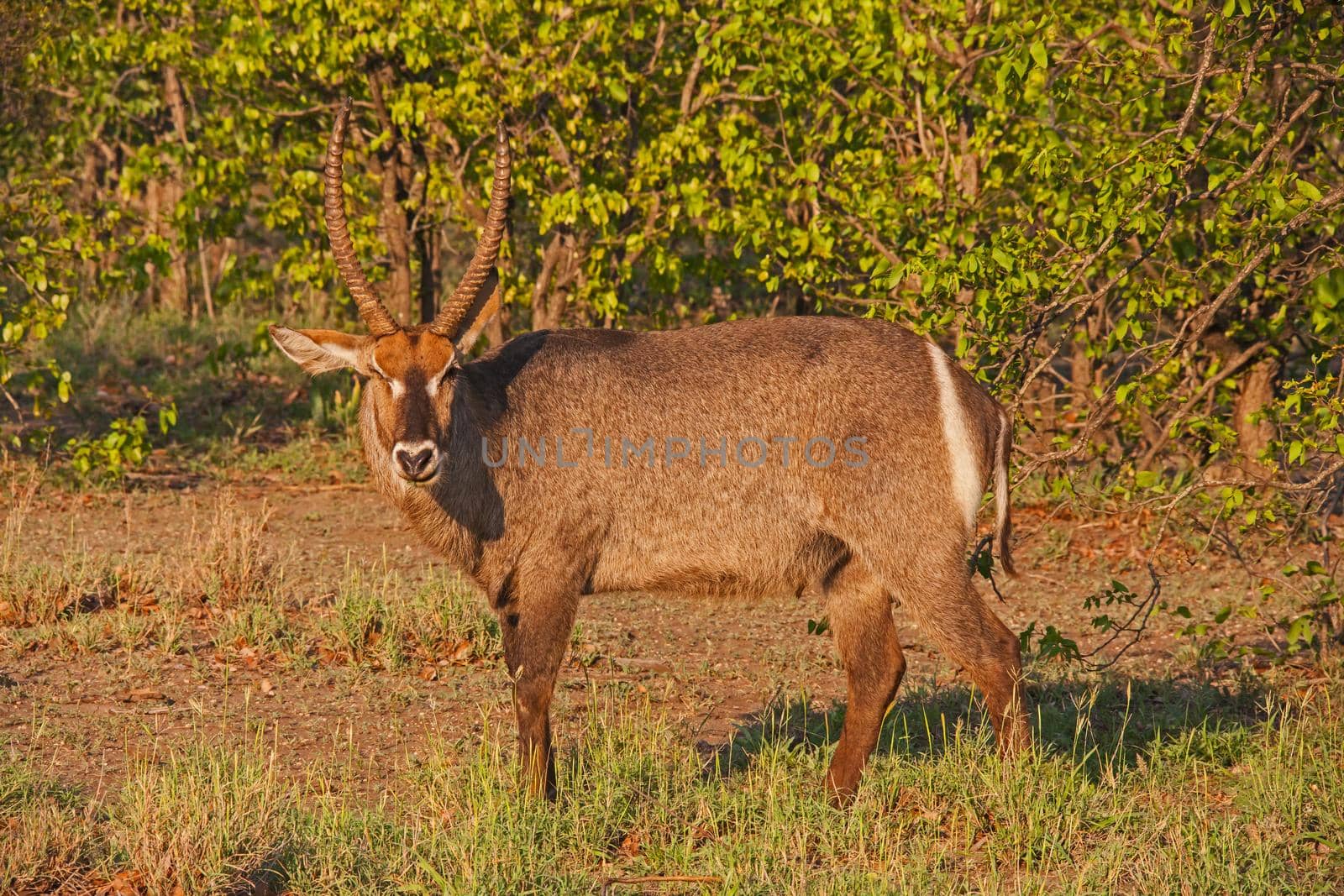 Waterbuck Kobus ellipsiprymnus 13627 by kobus_peche