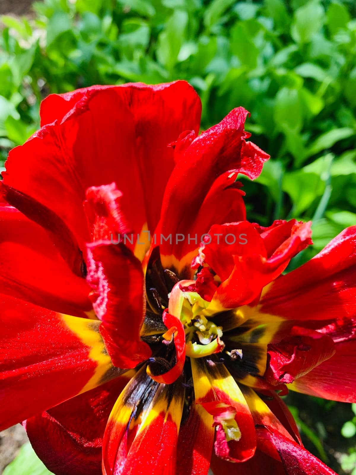 The Flower of a red peony swings in the wind, dried petals, green background, close up