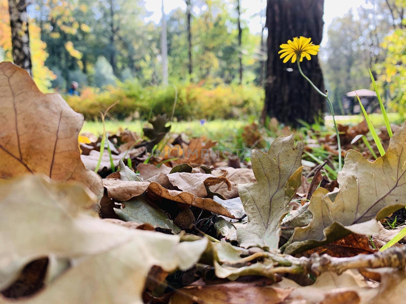 Close up view of yellow leaves lie on a green grass, autumn in a park, blue sky, buds of trees, Trunks of birches, sunny day, path in the woods, flower by vladimirdrozdin