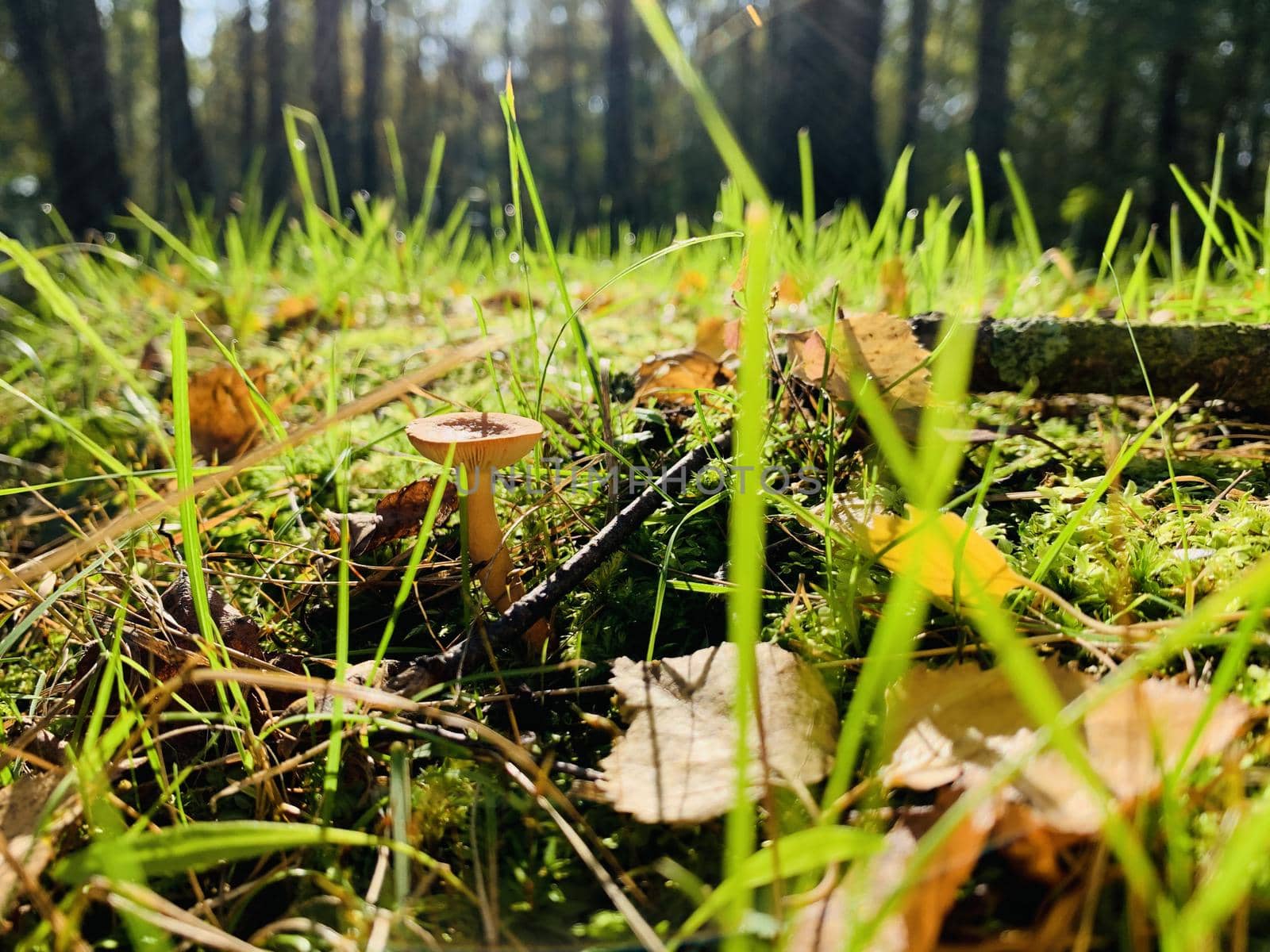 Yellow leaves lie on a green grass, mushroom, panorama of first days of autumn in a park, blue sky, Buds of trees, Trunks of birches, sunny day, path in the woods, close up by vladimirdrozdin