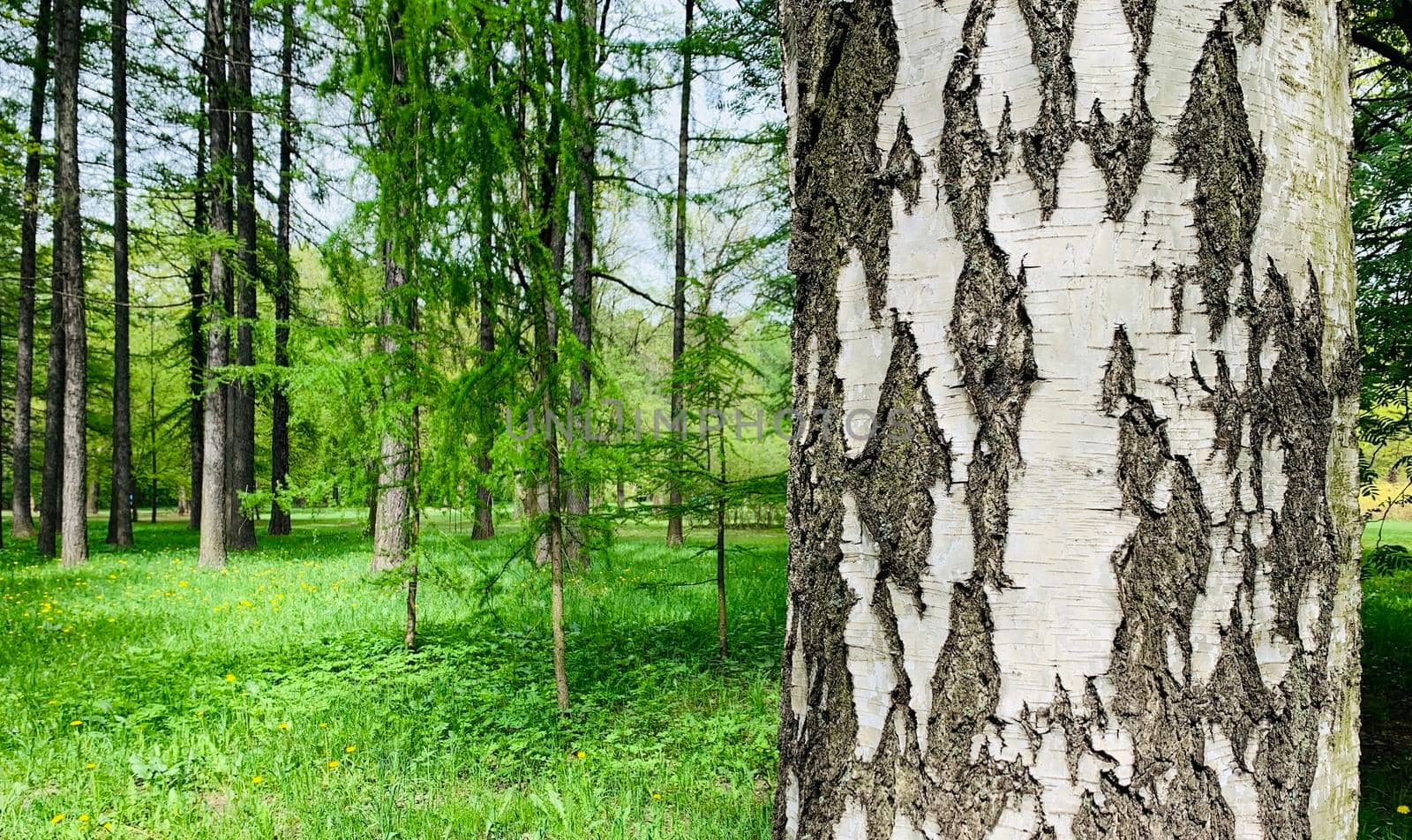 white birch trunk in a green park on a sunny day, A tree in a forest, close up by vladimirdrozdin