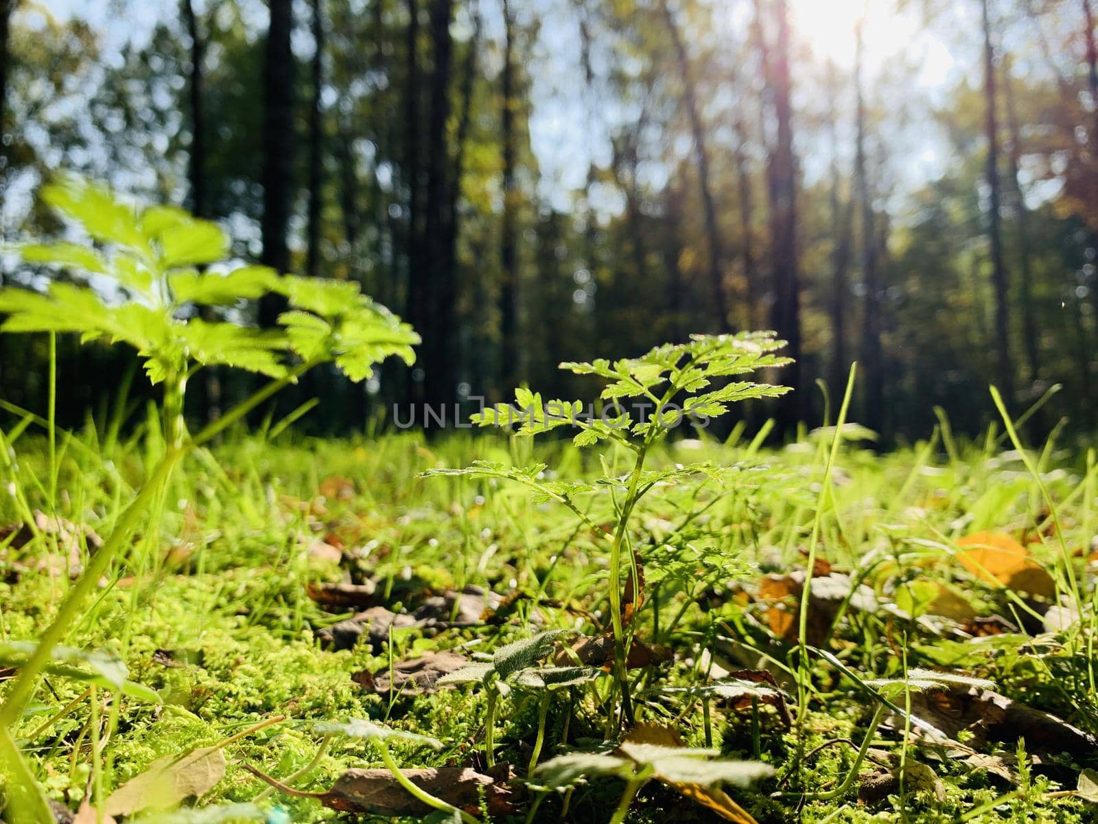 Yellow leaves lie on a green grass, Panorama of first days of autumn in a park, blue sky, Buds of trees, Trunks of birches, sunny day, path in the woods, close up, look up