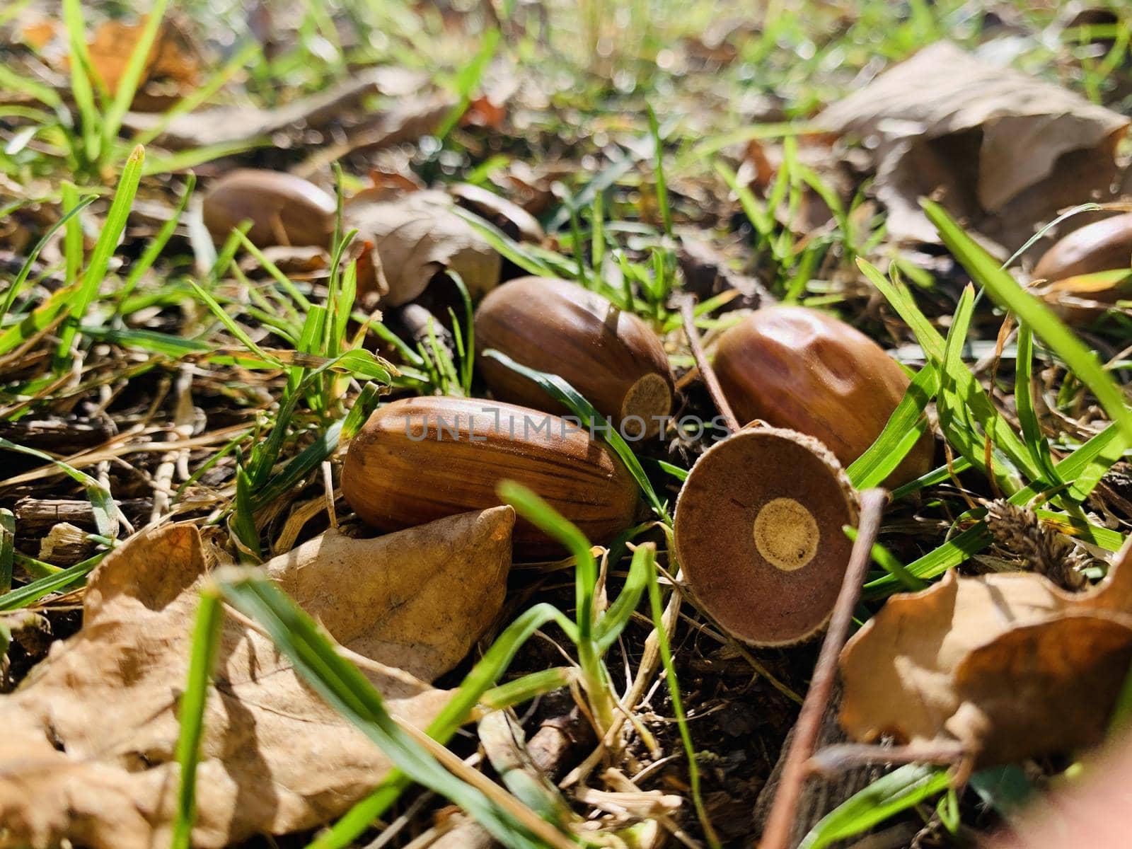 Yellow leaves lie on a green grass, acorns, panorama of first days of autumn in a park, blue sky, Buds of trees, Trunks of birches, sunny day, path in the woods, close up