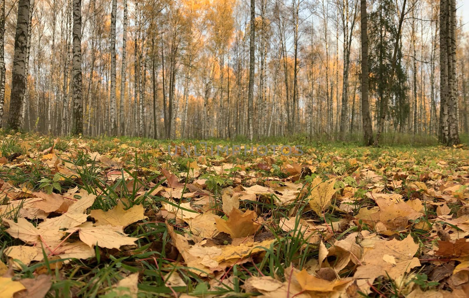 Yellow leaves lie on a green grass, Panorama of first days of autumn in a park, blue sky, Buds of trees, Trunks of birches, sunny day, path in the woods, perspective