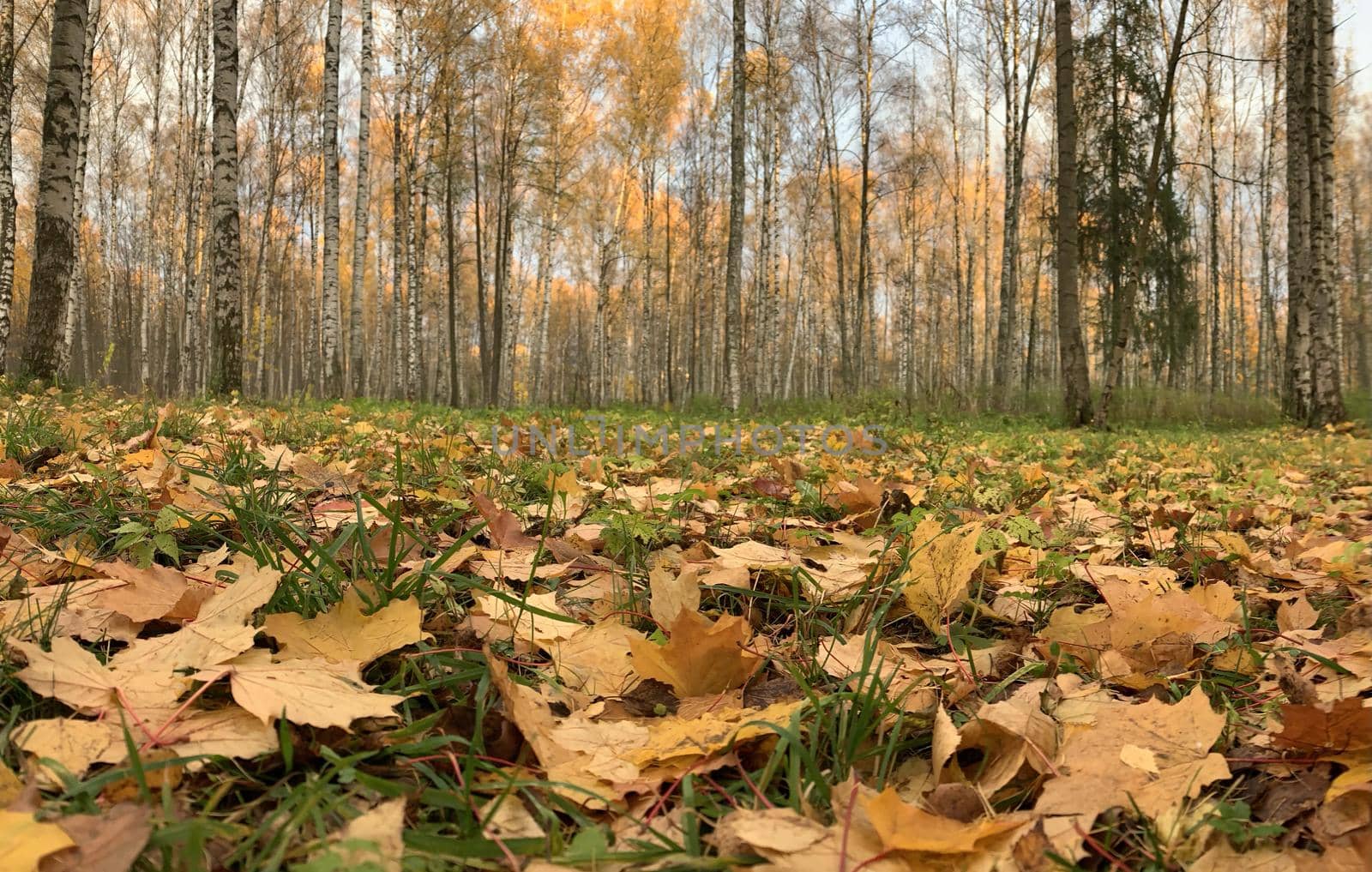 Yellow leaves lie on a green grass, Panorama of first days of autumn in a park, blue sky, Buds of trees, Trunks of birches, sunny day, path in the woods by vladimirdrozdin