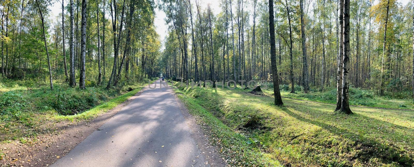 Panorama of first days of autumn in a park, long shadows, blue sky, Buds of trees, Trunks of birches, sunny day, path in the woods, yellow leafs, perspective