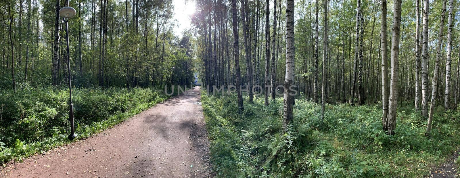 Panorama of first days of autumn in a park, long shadows, blue sky, Buds of trees, Trunks of birches, sunny day, path in the woods, yellow leafs, Lamppost, perspective