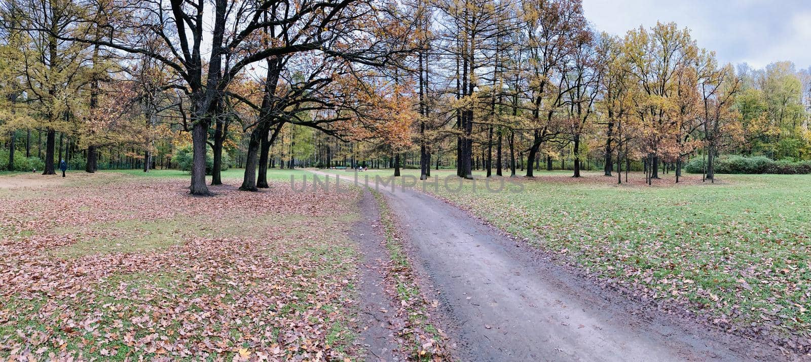 Yellow leaves lie on a green grass, Panorama of first days of autumn in a park, blue sky, Buds of trees, Trunks of birches, sunny day, path in the woods, perspective