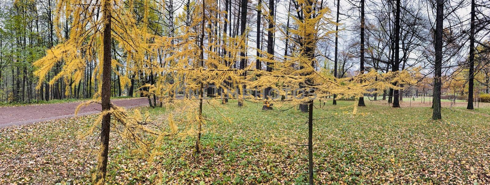 Panorama of first days of autumn in a park, long shadows, blue sky, Buds of trees, Trunks of birches, sunny day, path in the woods, yellow leafs, perspective