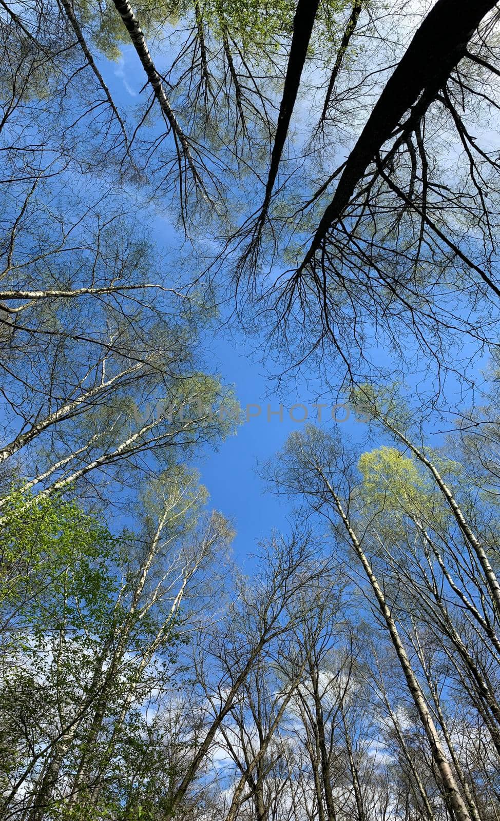 Panorama of first days of spring in a forest, view of the trees from below, blue sky, Buds of trees, Trunks of birches, sunny day by vladimirdrozdin