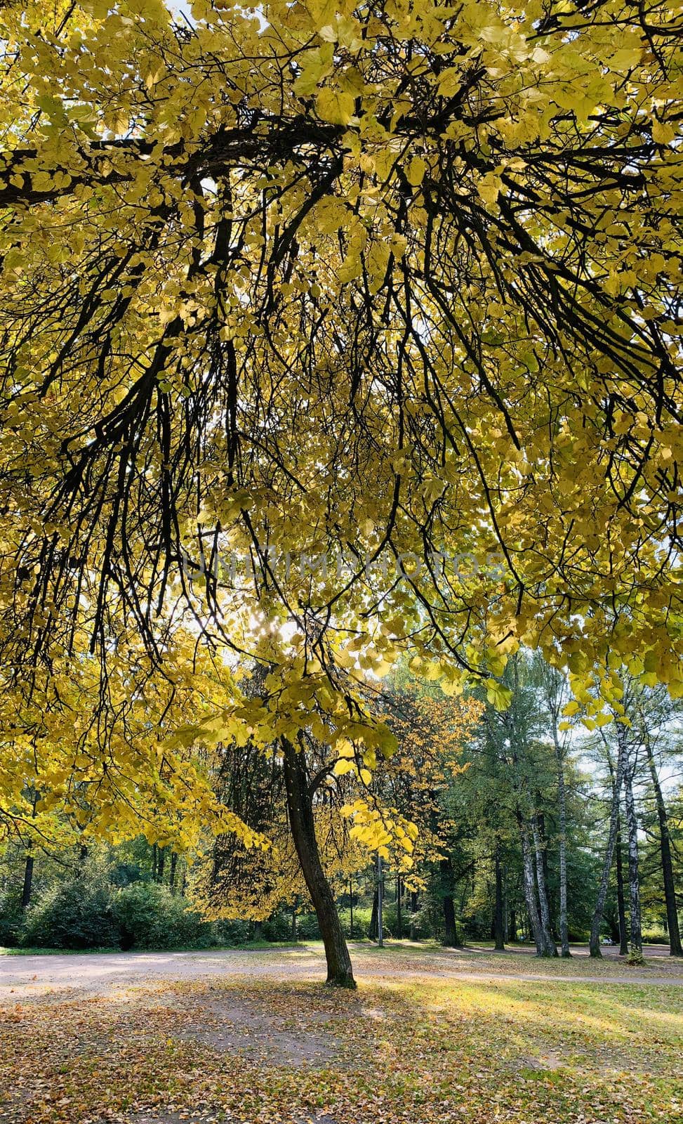 Vertical panoramic image, Yellow crowns, Panorama of first days of autumn in a park, blue sky, Buds of trees, Trunks of birches, sunny day by vladimirdrozdin