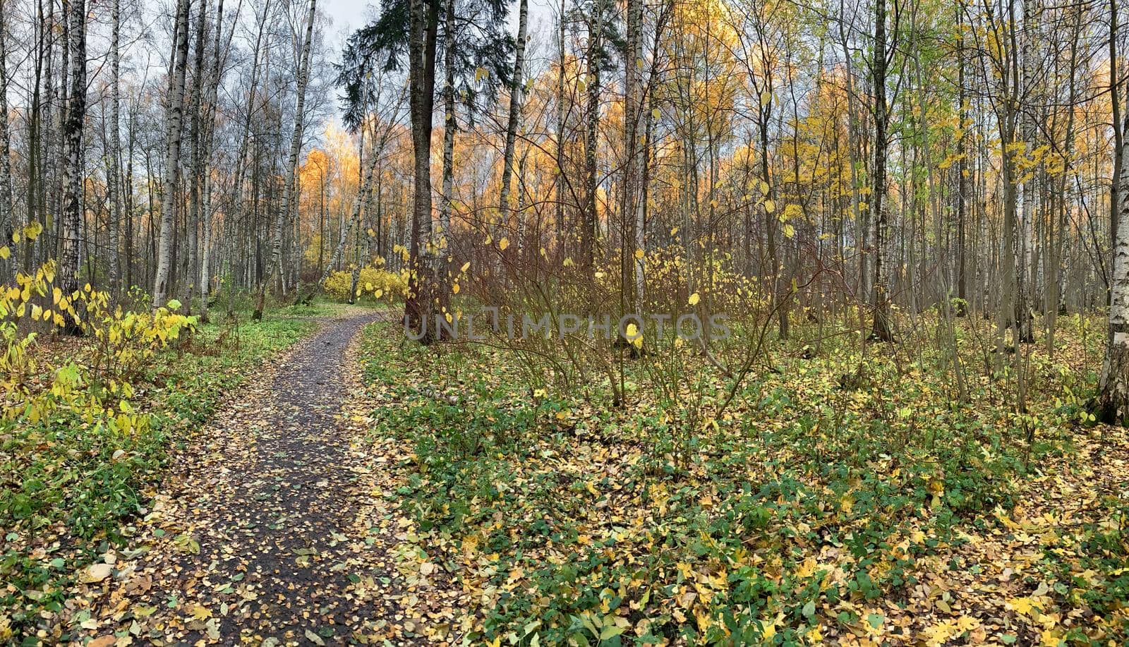 Panorama of first days of autumn in a park, long shadows, blue sky, Buds of trees, Trunks of birches, sunny day, path in the woods, yellow leafs, perspective